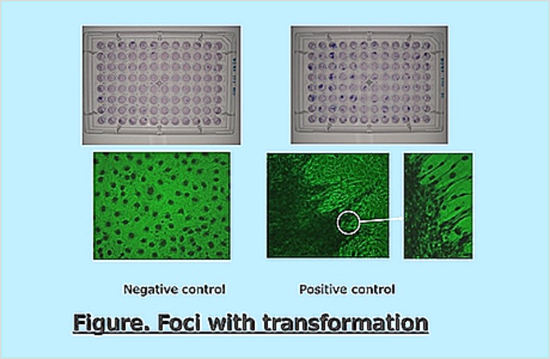 細胞形質転換試験 イメージ