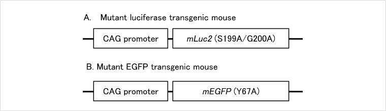 変異ルシフェラーゼ発現マウス、変異EGFP発現マウス イメージ01